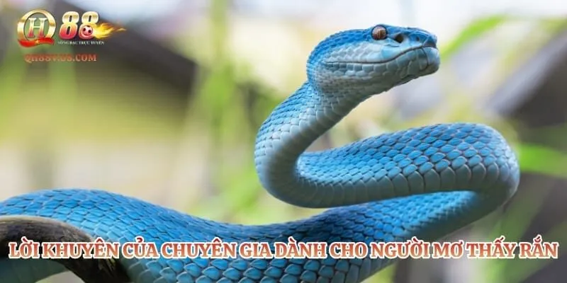 Mơ Thấy Rắn - Bật Mí Loạt Bộ Số Tài Lộc Giúp Trúng Đậm 5 Lời khuyên của chuyên gia dành cho người mơ thấy rắn