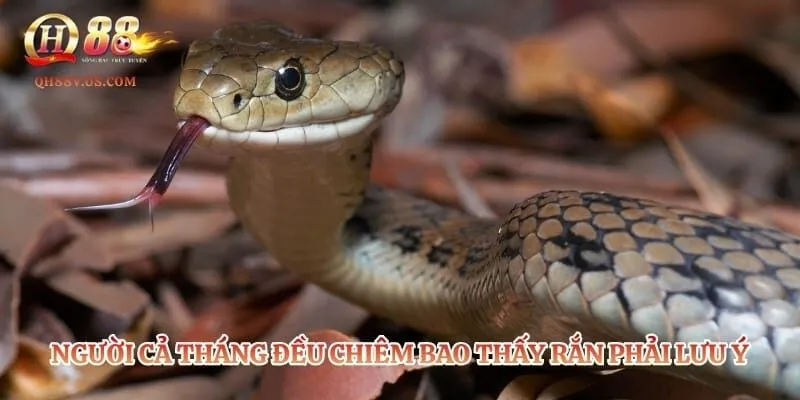 Mơ Thấy Rắn - Bật Mí Loạt Bộ Số Tài Lộc Giúp Trúng Đậm 4 Người cả tháng đều chiêm bao thấy rắn phải hết sức lưu ý
